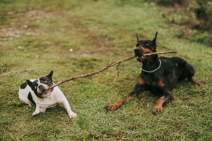 Dogs sharing a stick